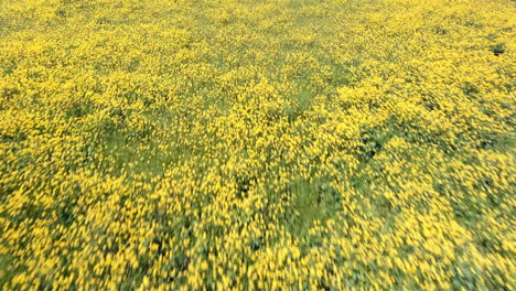 An-abundance-of-yellow-wildflowers-after-a-wet-winter-and-spring-in-the-California-grasslands---aerial-reveal