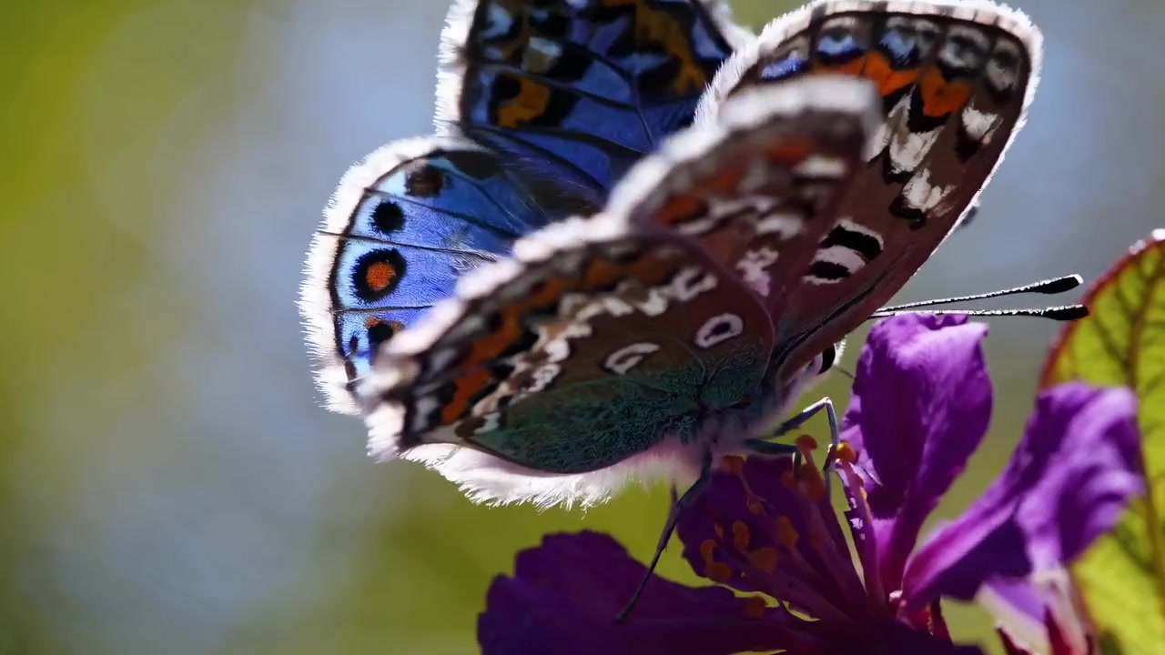 Primo piano di una farfalla colorata posata su un fiore viola vivace