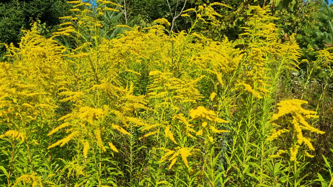 Close-up of yellow goldenrod (Solidago canadensis) swaying softly in the wind, capturing the beauty and spread of this invasive species in Switzerland, Europe