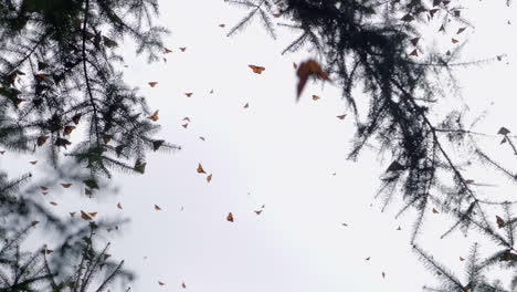 slow motion shot of several monarch butterflies flying