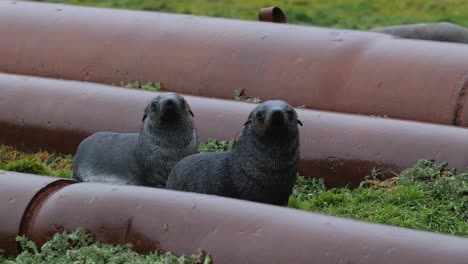 two antarctic fur seal pups resting near rusty pipes