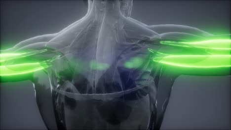 tríceps - mapa de la anatomía muscular visible