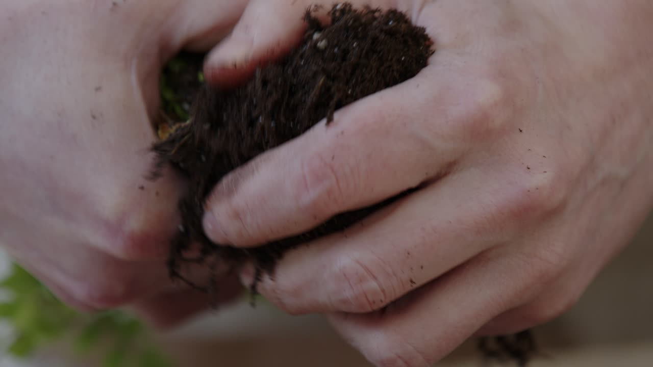A young woman creates a small ecosystem in a glass terrarium - preparing the roots of the plant - environment preservation concept - tight close-up