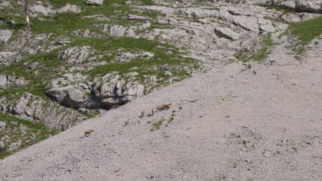 Herd-of-Chamois-walking-over-a-rocky-plateau-high-up-in-the-mountains
