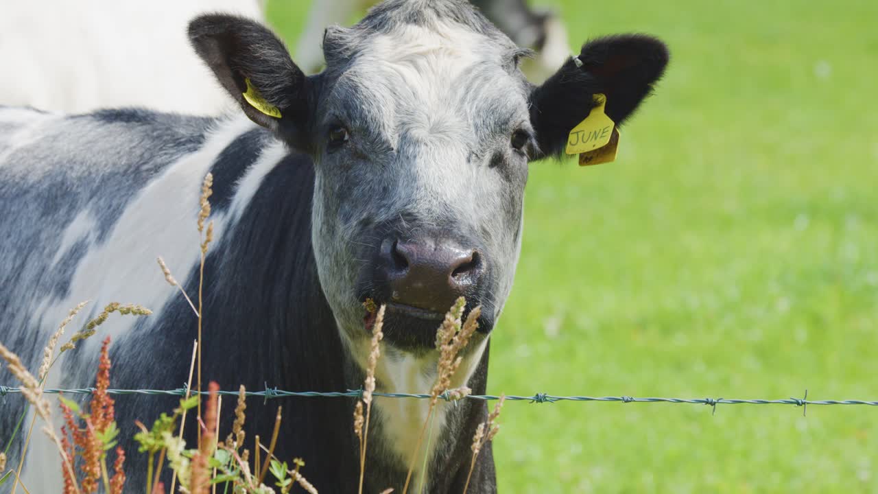 Sapi hitam putih merumput di dekat pagar kawat berduri di padang rumput hijau pada hari yang cerah