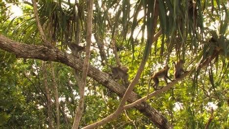 The-crab-eating-macaque,-long-tailed-macaque,-Macaca-fascicularis-group-moves-and-jump-horizontally-across-branches-at-dawn