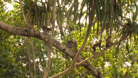 el macaco carnívoro, el macaco de cola larga, el grupo macaca fascicularis se mueve y salta horizontalmente a través de las ramas al amanecer