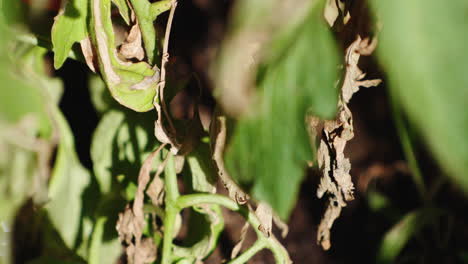 Green-leaves-and-withered-leaves-in-a-greenhouse,-focus-pull