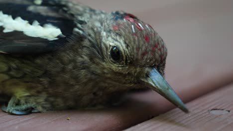 extreme close up - yellow-bellied sapsucker woodpecker - head of injured bird