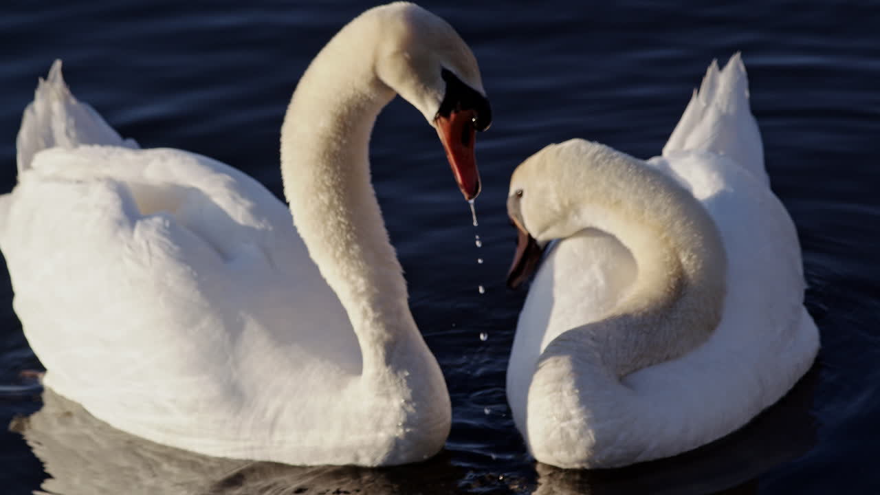 Slow-motion cinematic scene of swans moving across a glassy pond at daybreak