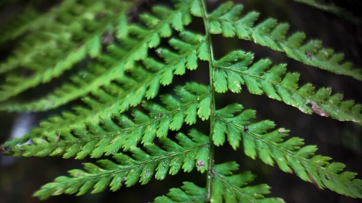 Primo piano dettagliato di foglie di felce verde brillante in un ambiente naturale sereno