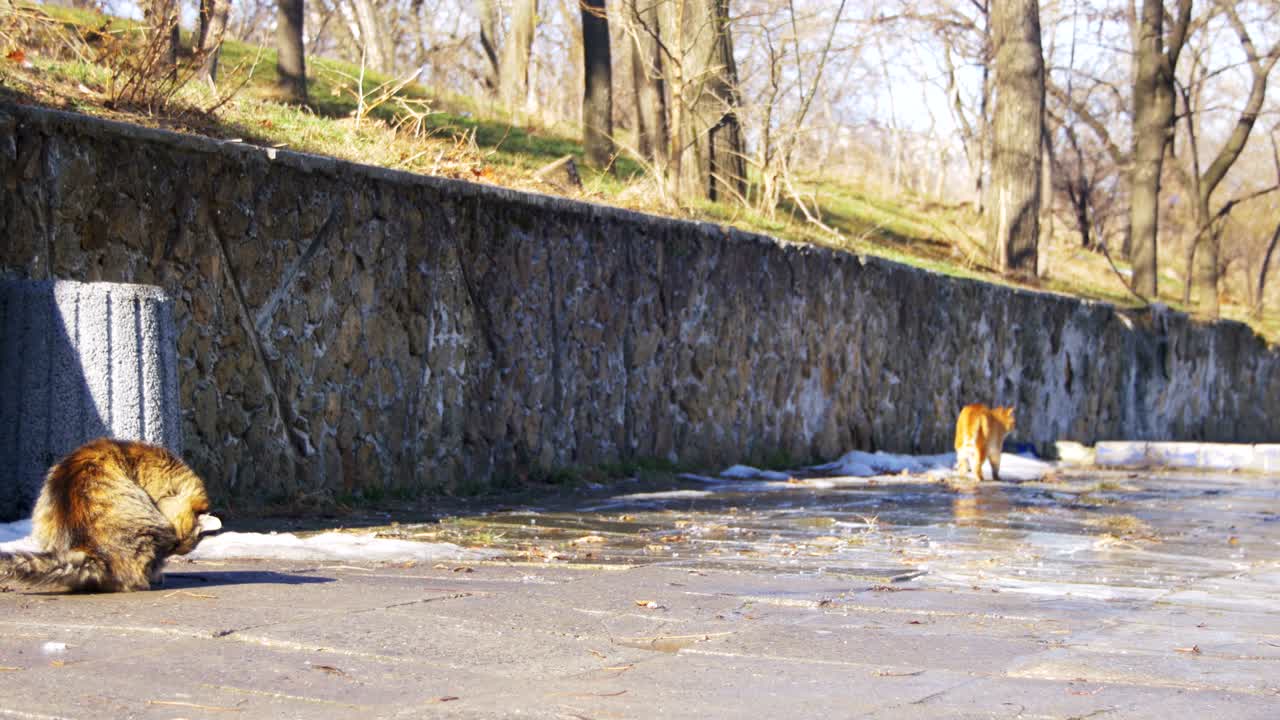 봄 초에 거리에서 노숙자 고양이