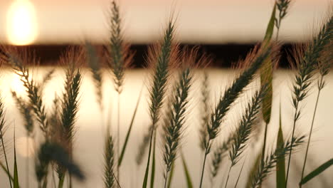 green plants move slowly in the wind during sunrise