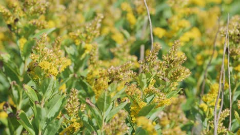 camera slowly pans over dense yellow wildflowers in a sunlit field, highlighting lush green foliage and natural outdoor lighting with a shallow depth of field
