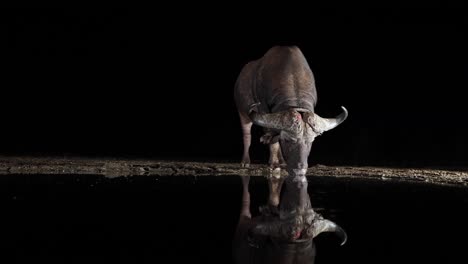 El-Búfalo-Del-Cabo-Iluminado-Dramáticamente-Bebe-Del-Estanque-En-La-Noche-Negra-Oscura