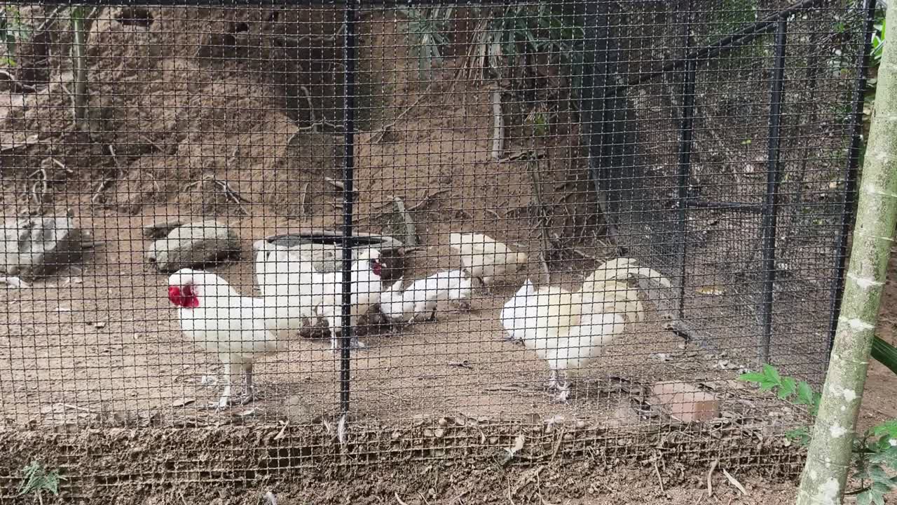 pollos blancos en una jaula