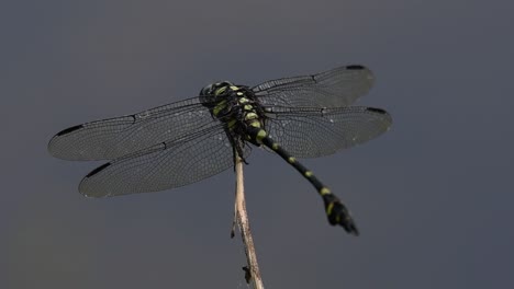 the common flangetail dragonfly is commonly seen in thailand and asia