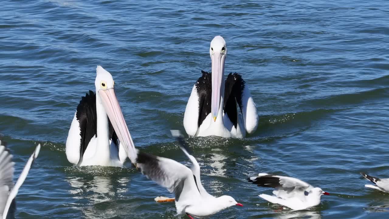 Pelicans and seagulls gather and interact on the water's surface, showcasing dynamic avian behavior.