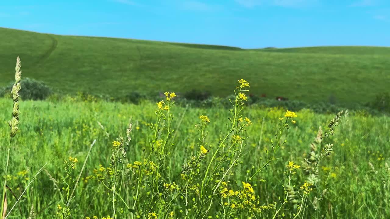 A Serene Spring Meadow: Vibrant Wildflowers and Lush Green Hills Under a Clear Blue Sky Captured in a Scenic Nature Landscape