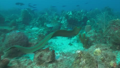 a green moray eel swimming over the reef and going up to a diver that got spooked