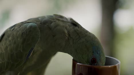 Cámara-Lenta-De-Un-Loro-Amazónico-Festivo-Bebiendo-Té-En-Una-Taza