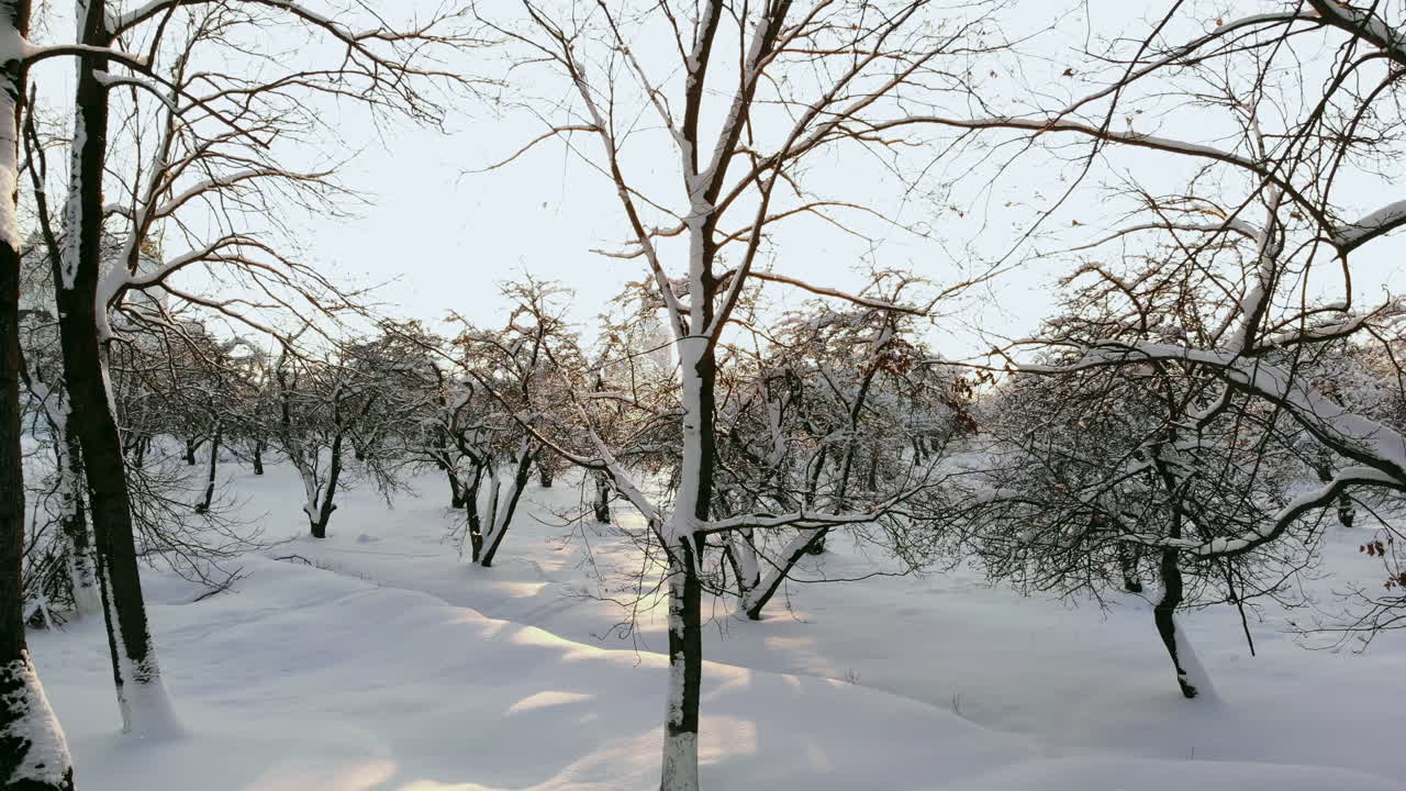 일몰에 눈 산 숲 위로 공중 북유럽 겨울 풍경 비행.