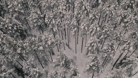 drone flight over the forest in winter
