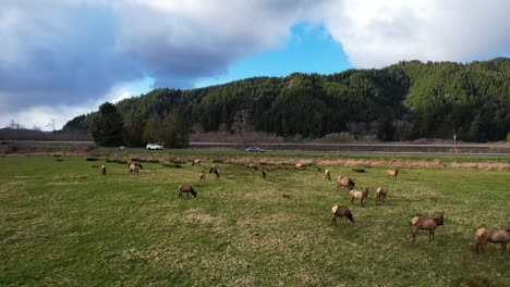 Disparo-De-Drone-Aéreo-De-4k-Que-Desciende-Sobre-Un-Paquete-De-Alces-Salvajes-En-Reedsport,-Oregon