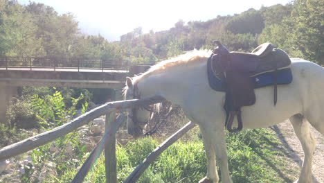 paseo a caballo en cusano