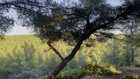 Beautiful-small-tree-stands-in-front-of-a-wide-landscape-alone-in-front-of-a-hill-with-a-forest-in-the-background-with-good-weather