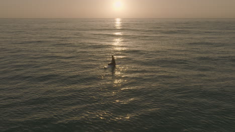 Apple-Prores-422-Surfer-Girl-Sentada-En-Longboard-Y-Viendo-El-Atardecer-Amanecer-Sobre-El-Atlántico-En-Fuerteventura-Islas-Canarias