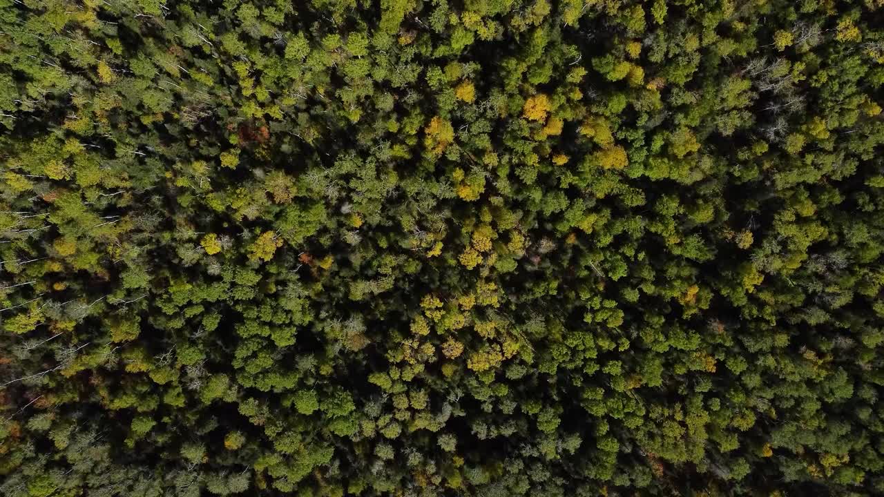 Vista aerea di foglie autunnali