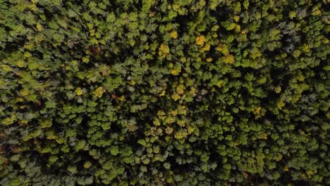 antena de hojas de árboles de otoño