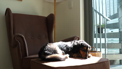 Perro-Salchicha-Dachshund-Oscuro-Tomando-El-Sol-En-Los-Duros-Rayos-Del-Sol