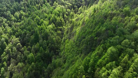 A-dynamic-aerial-shot-moving-over-the-forest-in-the-Italian-Piemont-region,-Southern-Alps