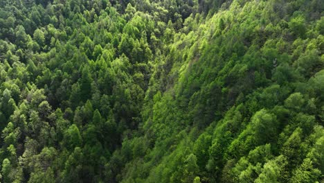 a dynamic aerial shot moving over the forest in the italian piemont region, southern alps