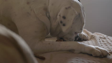 adorable white albino boxer dog enjoying chewy treat sitting on comfy soft sunlit chair eating bone