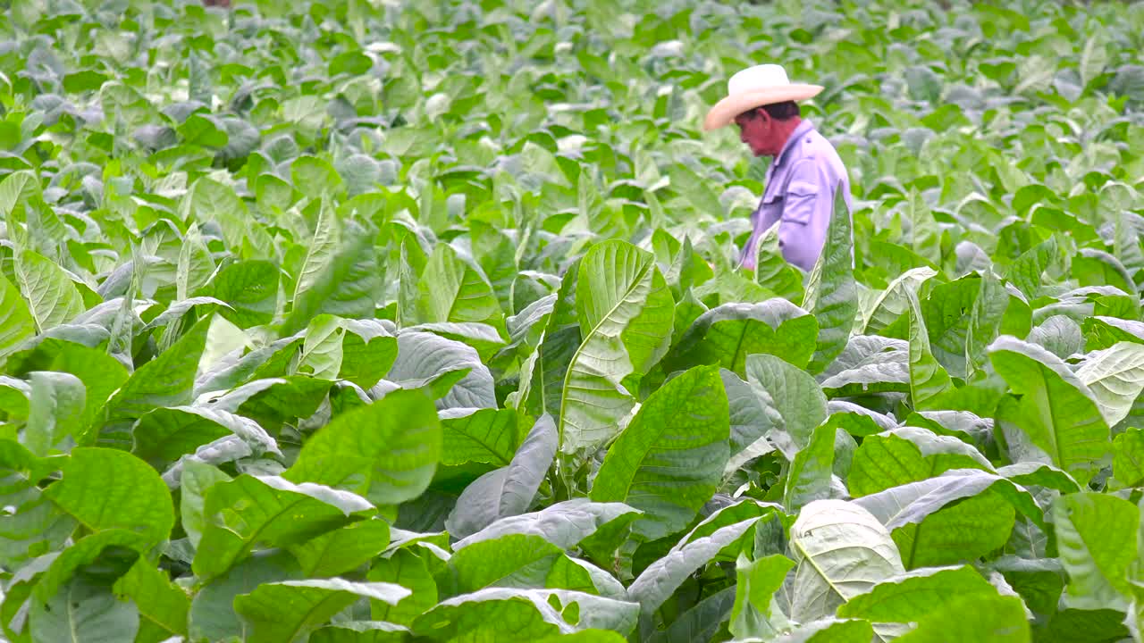 un agricultor de tabaco trabaja en los campos cerca de viñales cuba 4