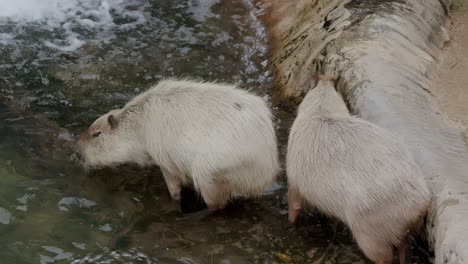 Capybara-in-the-zoo