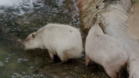 capybara nello zoo