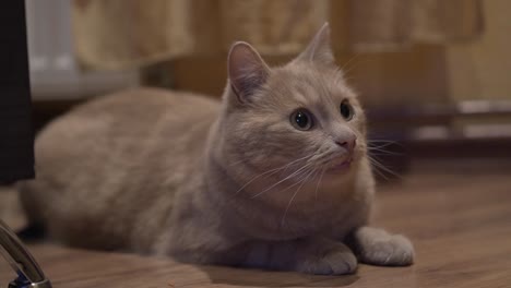 cute orange cat lying on the wooden floor with eyes amazingly open wide