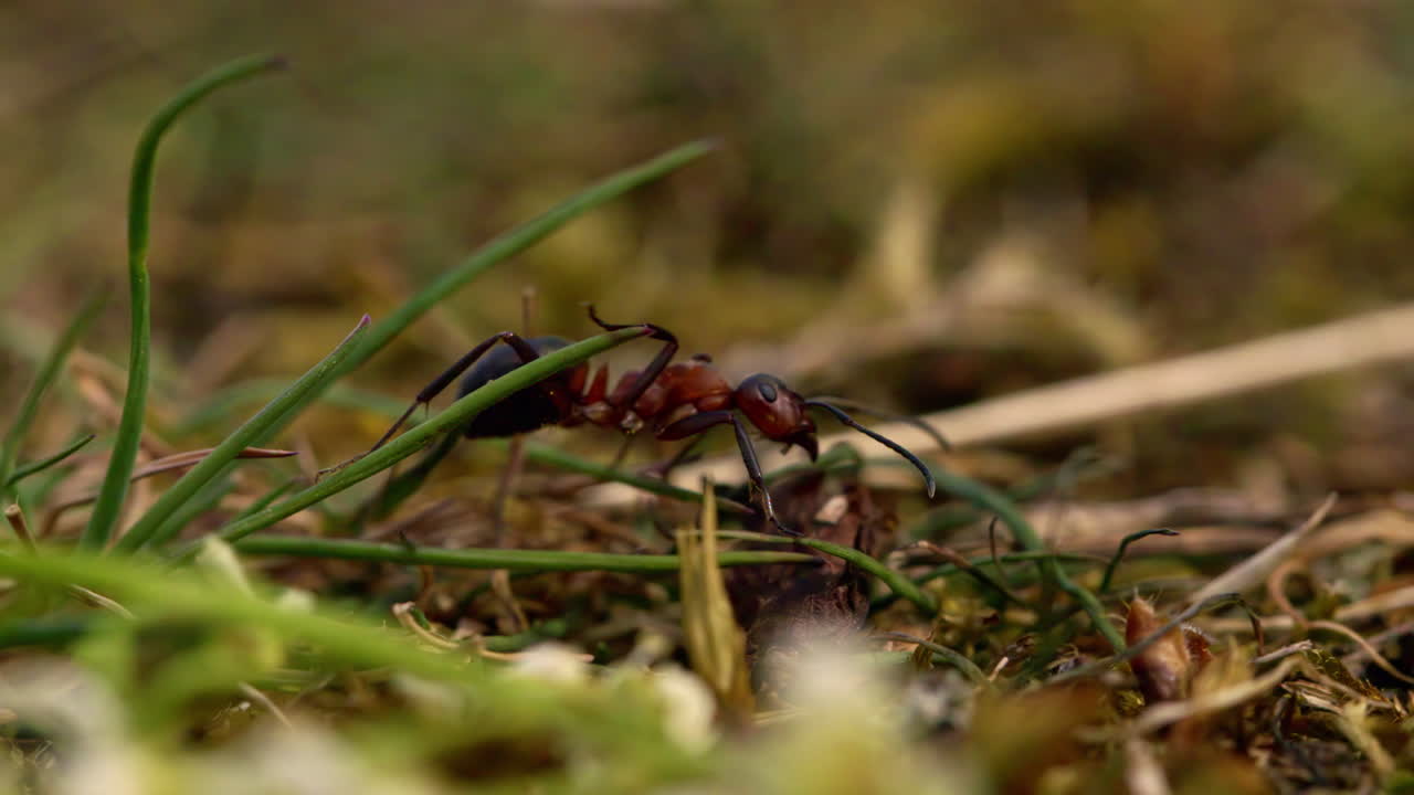 macro de cámara lenta cerca de una gran hormiga roja moviéndose a través de la hierba