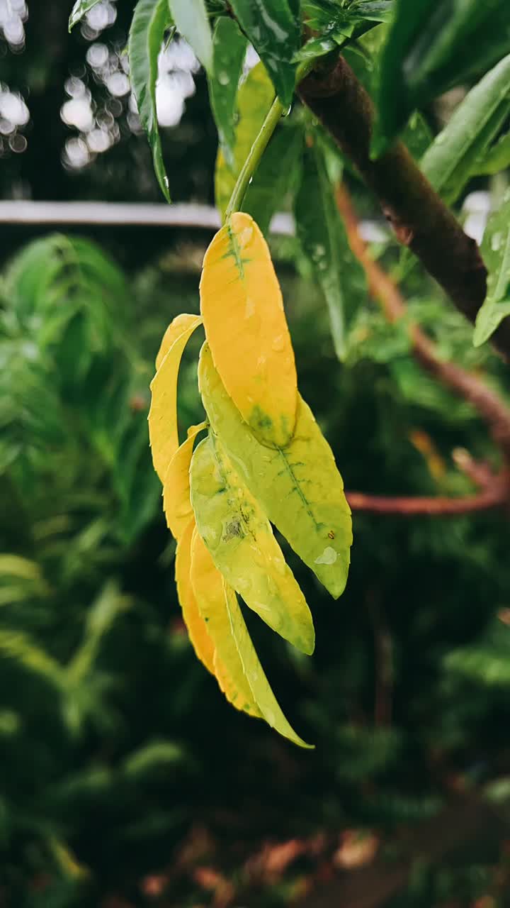 Yellow and Green Leaves on a Branch