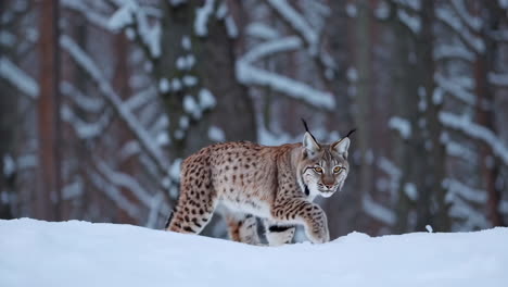 um lince numa floresta coberta de neve