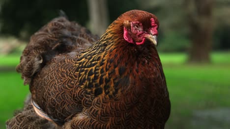 a close up of brown chicken hen relaxing outside in a free range farm.