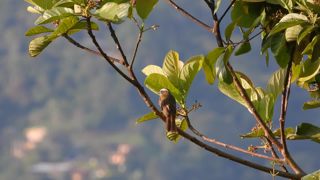 Social Flycatcher sits on branch in the warm light of the sun with a tight focus and out of focus hillside in the background