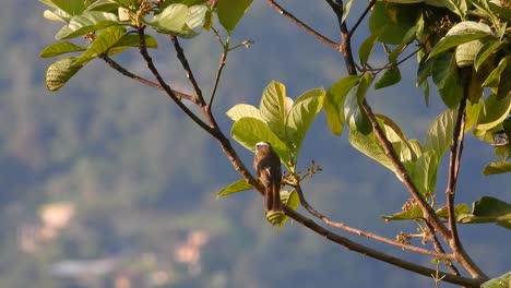 social flycatcher sits on branch in the warm light of the sun with a tight focus and out of focus hillside in the background