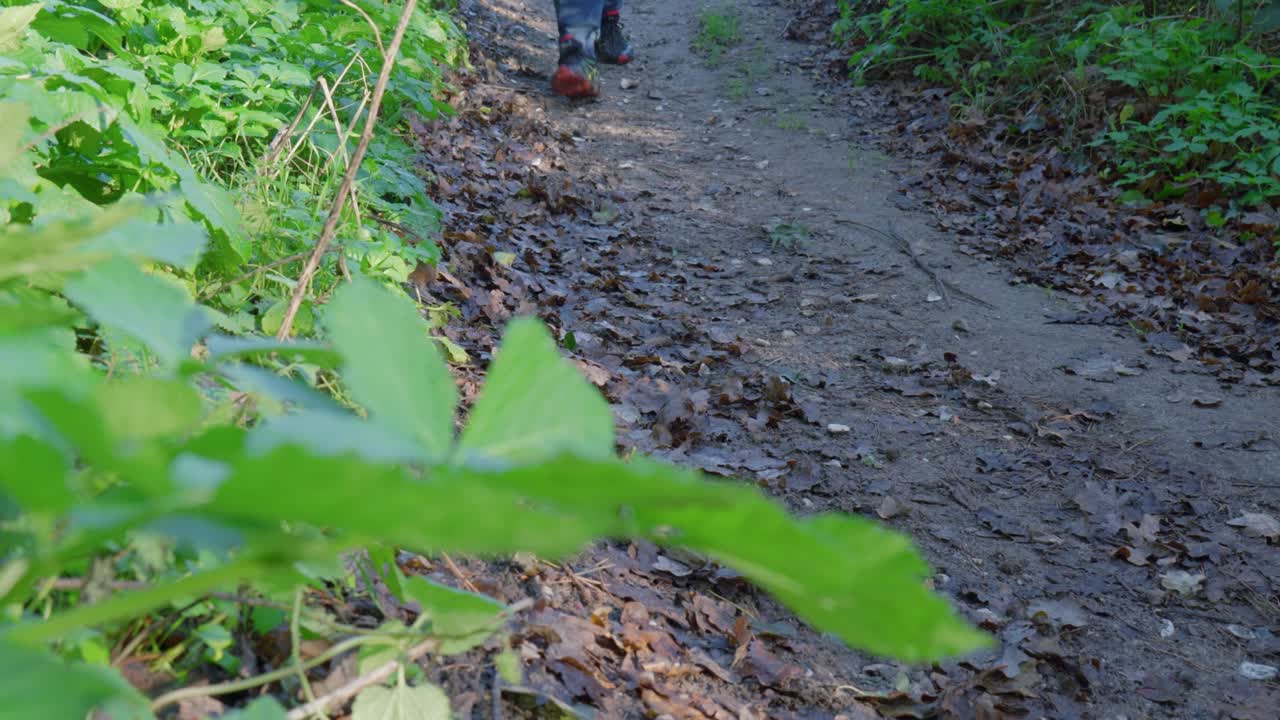 A person walking through a quiet, leafy forest trail in Thetford on a sunny day