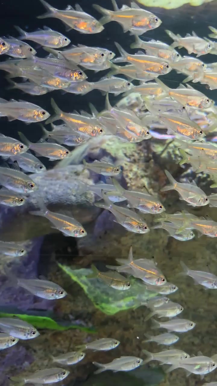 Un gruppo di pesci delicati e trasparenti che si muovono all'interno di un acquario