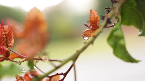 Ein-Dolly-In-Der-Aufnahme-Orangefarbener-Blumen-Mit-Tröpfchen-Darauf